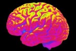 Brain