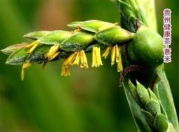 BambooSeed