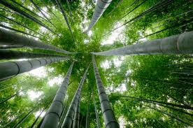 BambooTree1