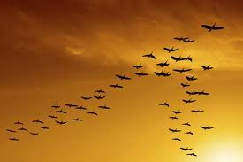 Geese