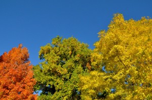 2DG_7163_2