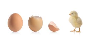 EggHatch