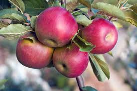 Apples