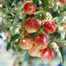 FruitTree